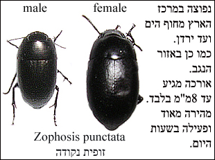 veloce camminatore: Zophosis punctata ???